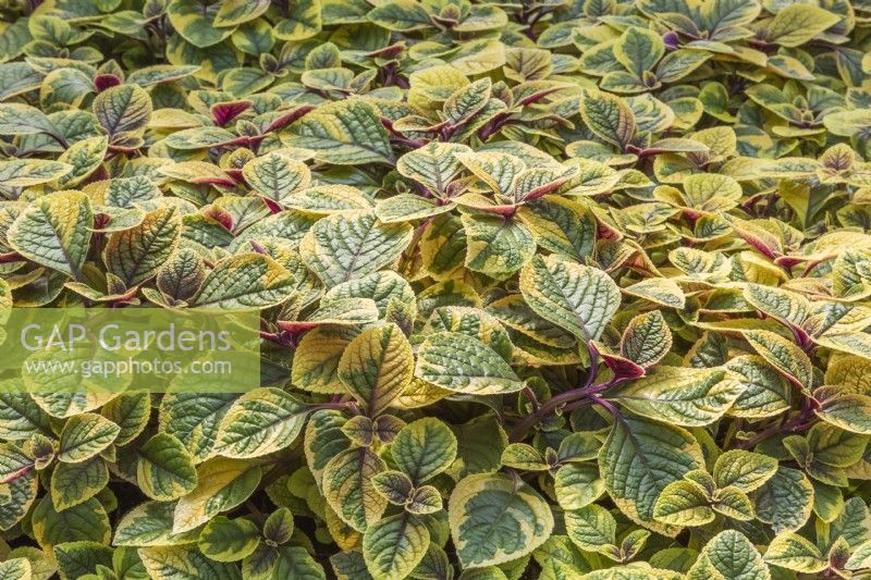 Young plants growing undercover in commercial nursery, Plectranthus 'Guacamole' - May