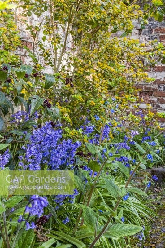 Hyacinthoides x massartiana - hybrid bluebells flowering in a spring garden border in April Spanish originating hybrids
