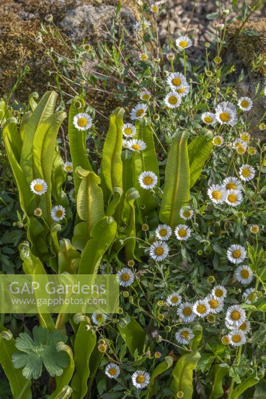 Erigeron karvinskianus - Mexican fleabane flowering with  Asplenium scolopendrium - hart's tongue ferns in spring - april