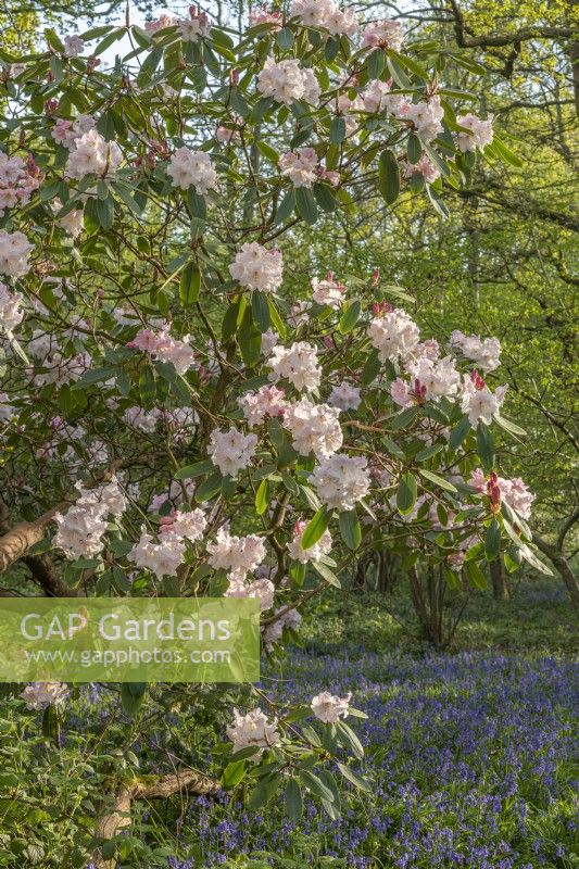 Mature Rhododendrons flowering in a woodland garden in Spring - April