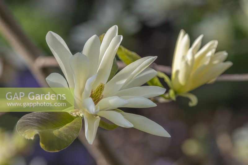 Magnolia 'Gold Star' flowering in Spring - April