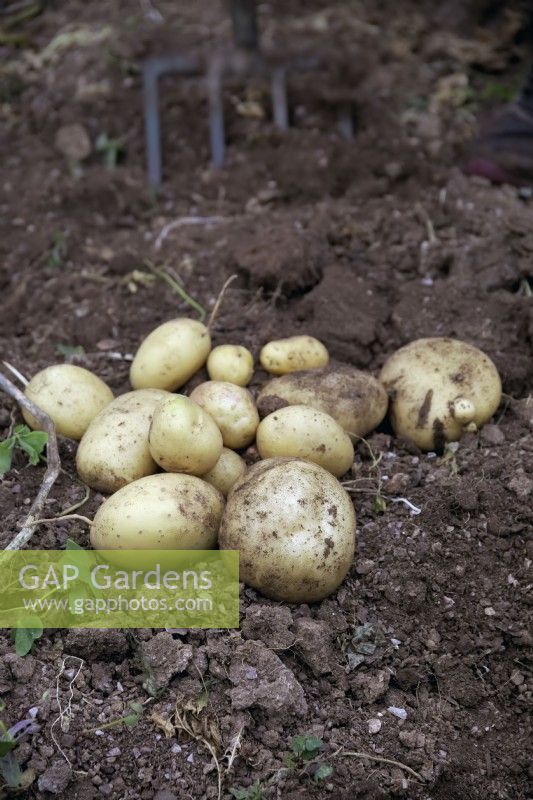 Lifting tubers of Solanum tuberosum 'Acoustic' potatoes