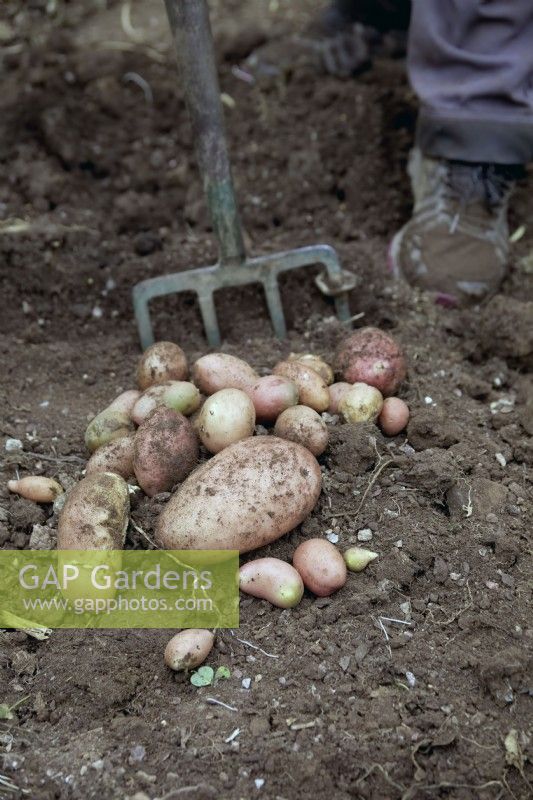 Lifting tubers of Solanum tuberosum 'Sarpo Una' potatoes
