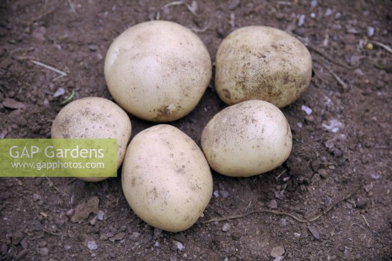 Tubers of Solanum tuberosum 'Bambino' potatoes