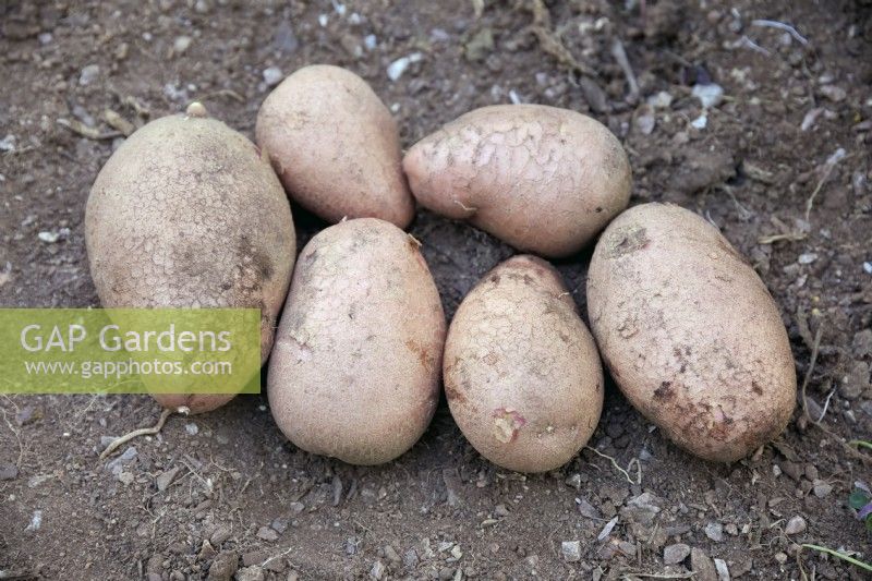 Tubers of Solanum tuberosum 'Sarpo Axona' potatoes