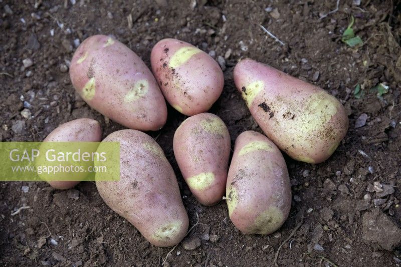 Tubers of Solanum tuberosum 'Pink Gypsy' potatoes