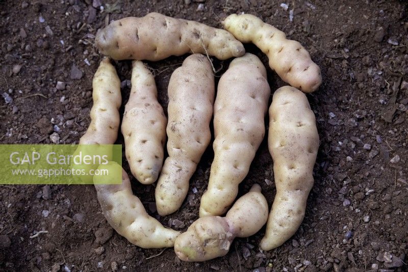 Tubers of Solanum tuberosum 'Anja' potatoes