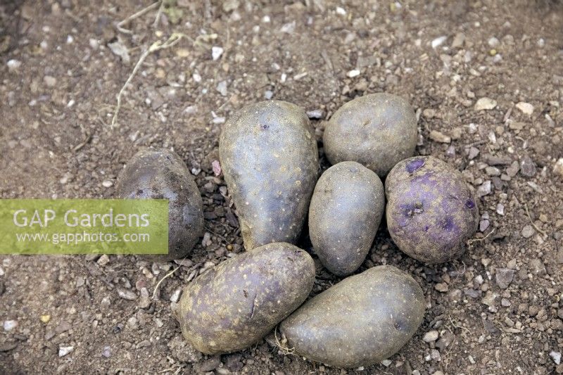 Tubers of Solanum tuberosum 'Violetta' potatoes