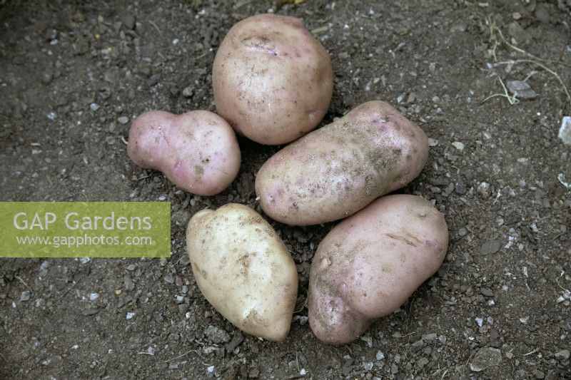 Tubers of Solanum tuberosum 'Sarpo Mira' potatoes