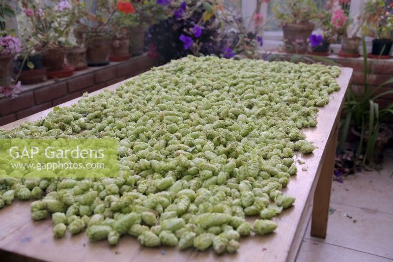 Drying home grown hops - Humulus lupulus 'Cascade'