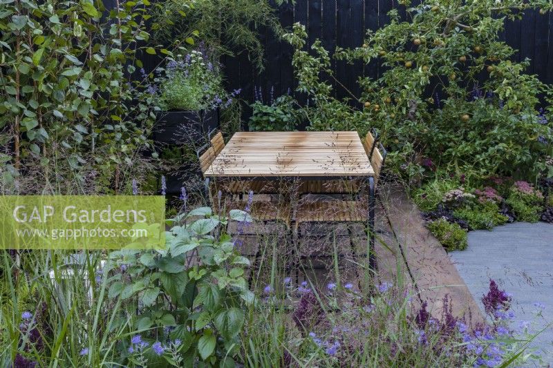 Table and chairs in courtyard with black wooden fence at back. Plants include edible herbs and fruit, with an apple tree, Malus sp., mint, Mentha sp. and creeping thymes, Thymus serpyllum. Also Molinia, Salvia, and Caryopteris clandonensis 'Heavenly Blue' in foreground. Finnish Soul Garden.