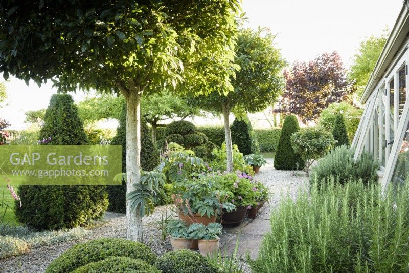 A terrace outside in July featuring clipped evergreens including yew and box, and lollipop trained Crataegus x lavallei 'Carrierei'.