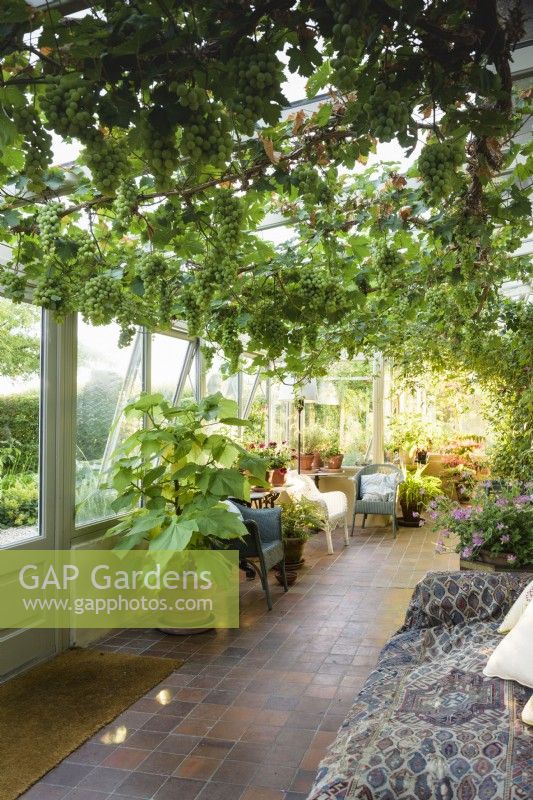 Conservatory with evening sun in July, festooned with a grapevine.