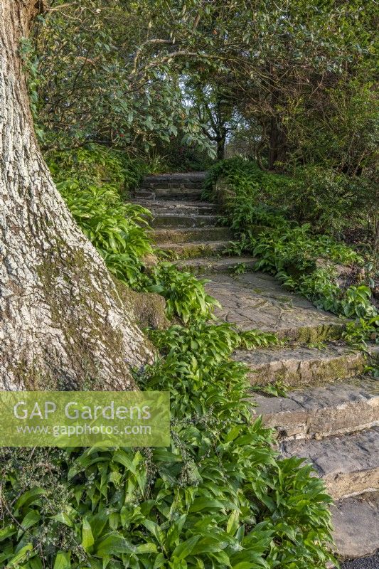 Stone steps leading up a sloping garden - April