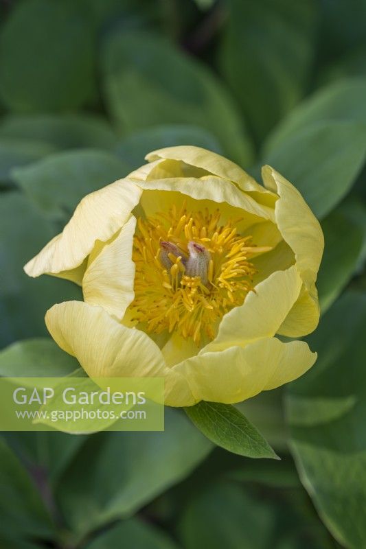 Paeonia daurica subsp. mlokosewitschii - molly the witch Peony flowering in Spring - May
