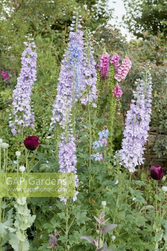 Delphiniums, poppies and foxgloves