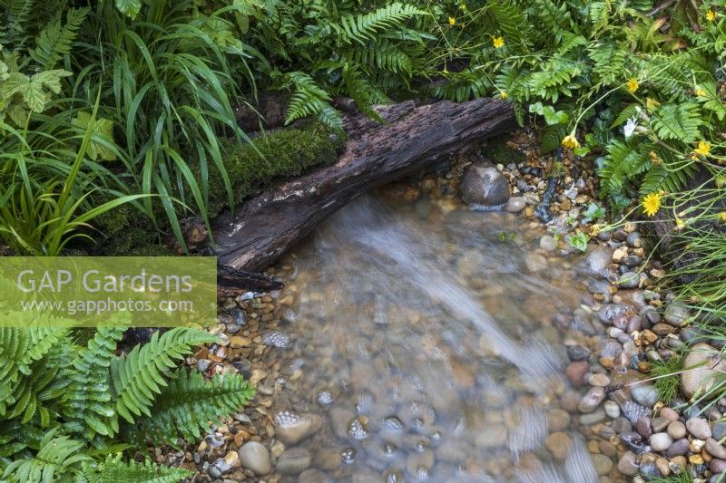 Clear stream flows from under small log bridge over pebbles, surrounded by ferns, moss and wildflowers. Plants include Polypodium vulgare. Blue Diamond Forge Garden.