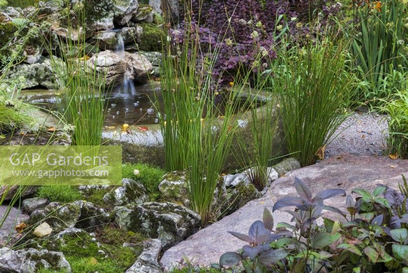 Tiny waterfall cascades down rocks into a rustic pond edged with water moss, Fontinalis antipyretica, and rushes Juncus effusus. Blue Diamond Forge Garden.