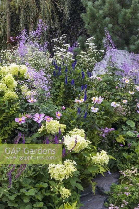Mixed pastel planting in late summer, including Hydrangea, Anemone x hybrida, Thalictrum 'Hewitts Double', Salvia nemerosa 'Caradonna', Veronica longifolia, and a white form of Achillea. Bodmin Jail: 60degrees East - A Garden between Continents.