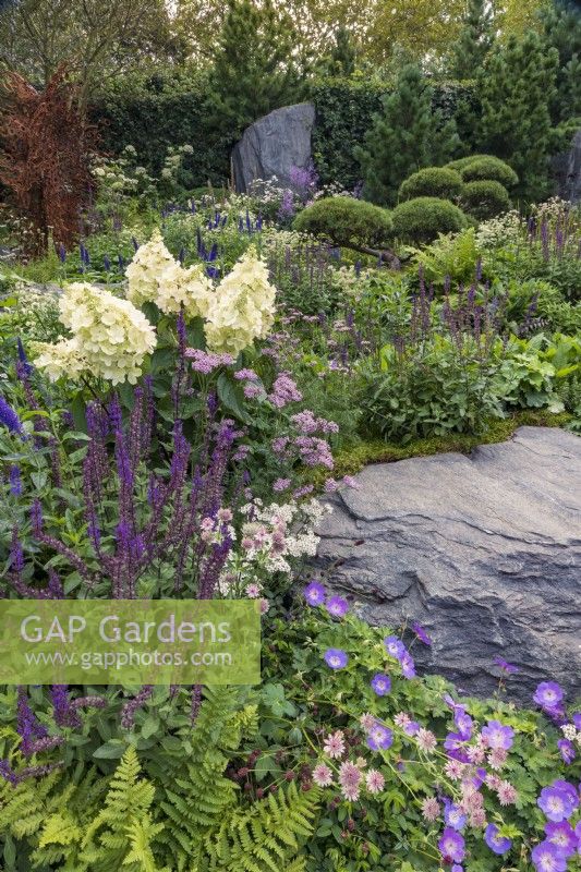 Mixed pastel planting amid rocky outcrops in late summer, including Hydrangea, Salvia nemerosa 'Caradonna', Veronica longifolia, Astrantia major 'Abbey Road', Geranium 'Rozanne', and a white form of Achillea. Bodmin Jail: 60degrees East - A Garden between Continents.
