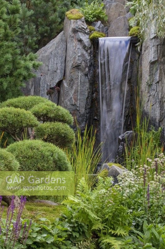 Waterfall cascades down rocks with a calm green, white and purple planting in the foreground, punctuated by cloud-pruned pines Pinus mugo 'Gnom', and backed by Pinus cembra. Foreground plants include Salvia nemerosa 'Caradonna' and Astrantia major 'Star of Billion'. Bodmin Jail: 60degrees East - A Garden between Continents.