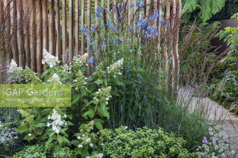 Planting combination of Hydrangea paniculata, Miscanthus sinensis, Astrantia and spires of Salvia uliginosa 'Ballon Azul' in front of carved louvred oak wall and entrance to secret garden beyond. Boodles Secret Garden.