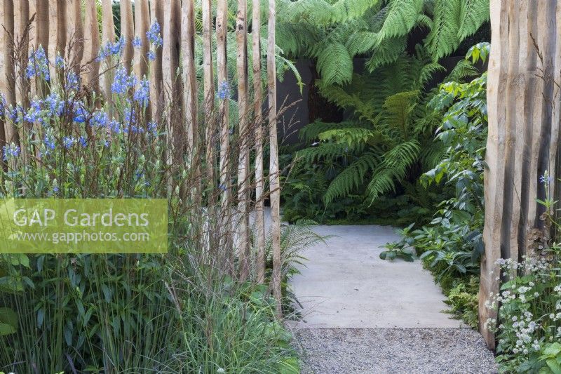 Planting combination of Hydrangea paniculata, Miscanthus sinensis, Astrantia and spires of Salvia uliginosa 'Ballon Azul' in front of carved louvred oak wall and entrance to secret garden beyond. Tree ferns, Dicksonia antarctica, and foliage of Dahlia campanulata, inside. Boodles Secret Garden.