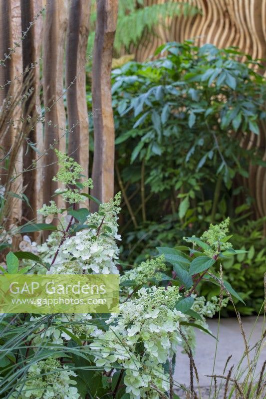 Planting combination of Hydrangea paniculata and Miscanthus sinensis, in front of carved louvred oak wall and entrance to secret garden beyond. Boodles Secret Garden.