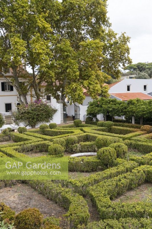 The Box Parterre - Jardim de Buxo. Low hedges and balls of box in poor condition with some plants dead or dying. View to the house and outbuildings. Seixal, near Setubal, Portugal. September