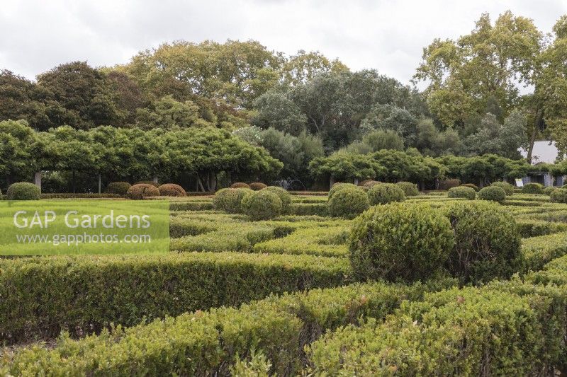 The Box Parterre - Jardim de Buxo. Low hedges and balls of box in poor condition with some plants dead or dying. Seixal, near Setubal, Portugal. September