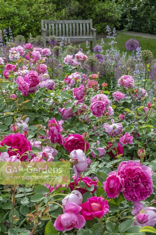 Rosa 'Gertrude Jekyll' flowering in a formal country rose garden in summer - June