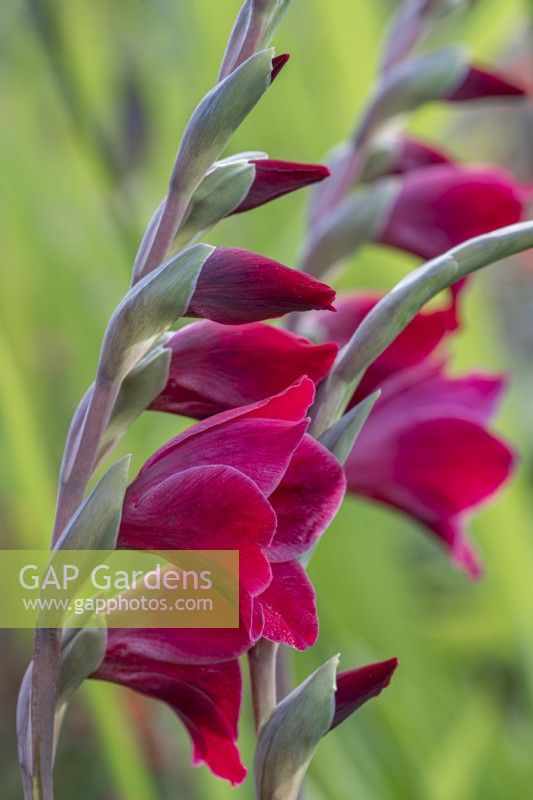 Gladiolus 'Ruby' papilio hybrid - sword lily gladioli flowering in summer - July