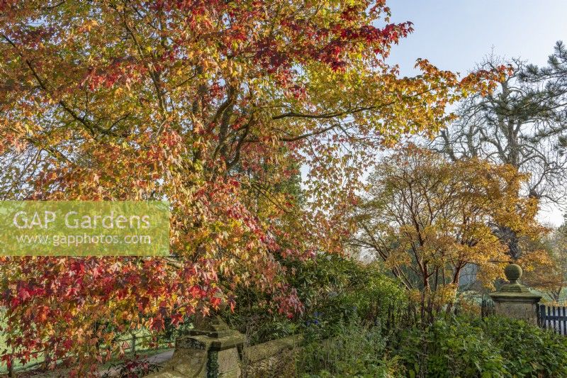 Liquidambar styraciflua - sweet gum tree in autumn foliage colour - November