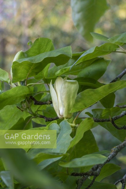 Magnolia fraseri flowering in summer - May