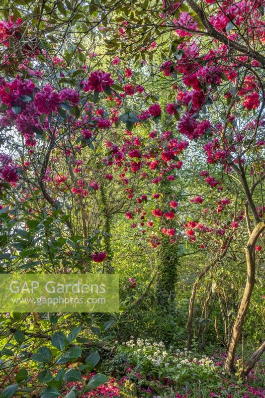 View of Rhododendrons flowering in an informal woodland garden in summer - May