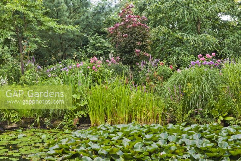 Natural pond with moisture loving plants: Darmera peltata, water lilies, Typha laxmannii and grasses.  