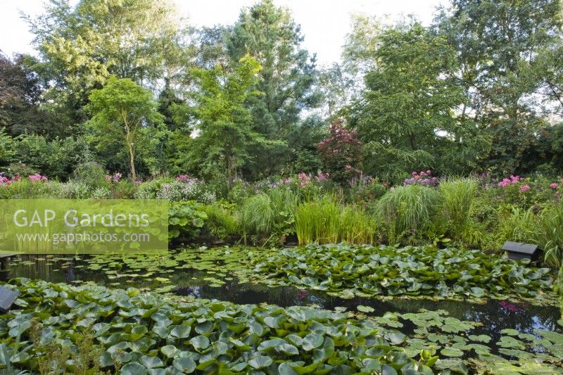 Natural pond with moisture loving plants: Darmera peltata, water lilies, Typha laxmannii, Nymphaea  and grasses.  