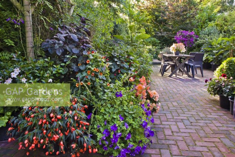Relaxing area on paved patio amongst borders and containers planted with Fuchsia, Petunia, Surfinia, Begonia and Diascia.  