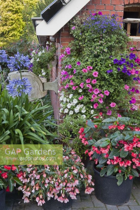 hanging baskets and containers with Verbena, Petunia, Surfinia, Agapanthus, Begonia and Pelargonium. 