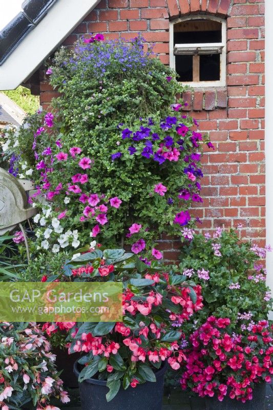 Hanging baskets and containers with Verbena, Petunia, Surfinia, Begonia and Pelargonium. 