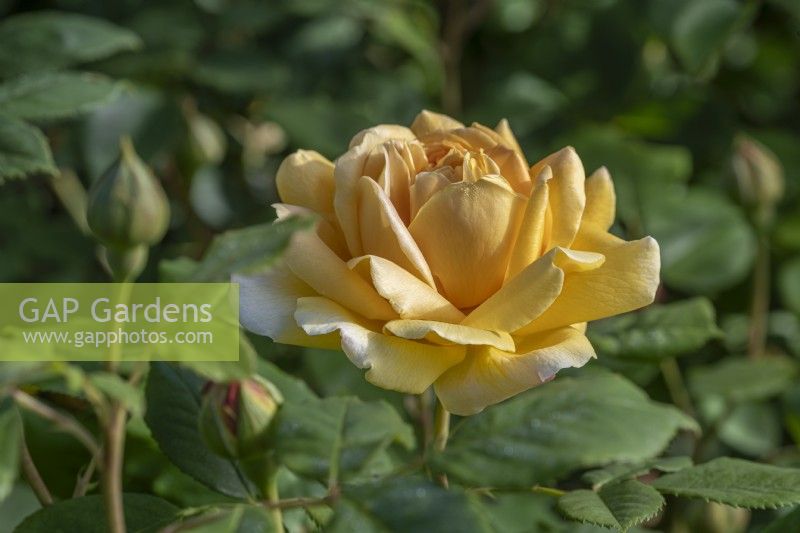 Rosa 'Golden Celebration' flowering in summer - may