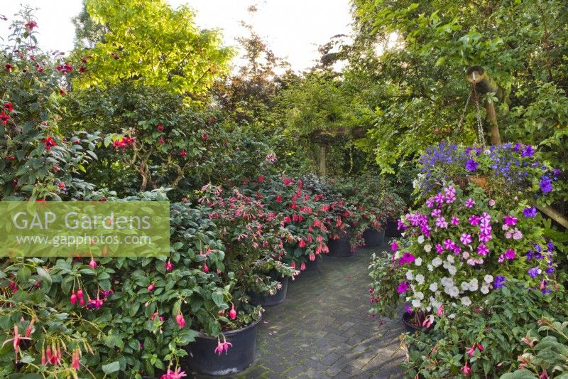 Containers with Fuchsias, Petunia, Surfinia and Verbena on terrace. 