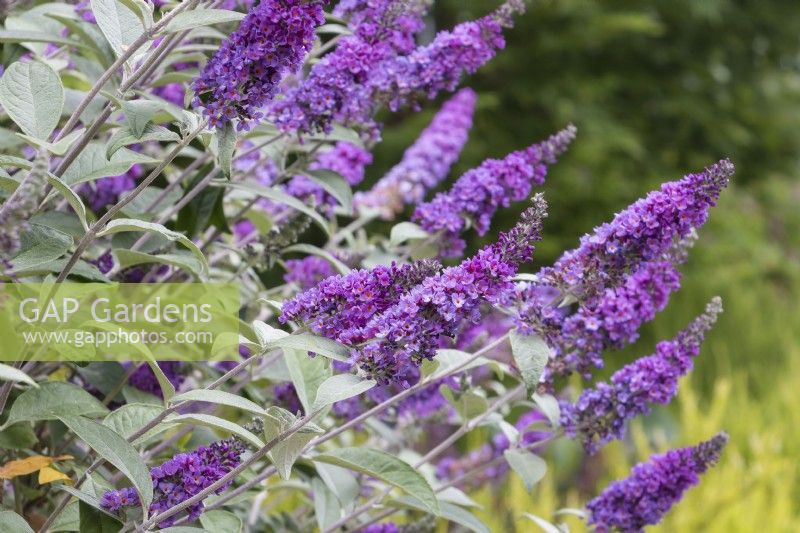 Buddleia Lo and Behold Blue Chip - butterfly bush - July