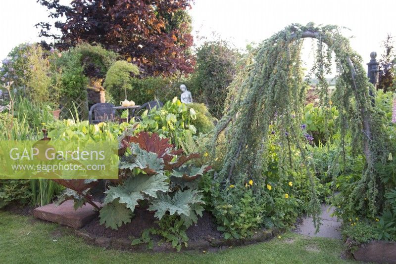 View of cottage garden in early June with Cedrus atlantica 'Glauca Pendula' acting as an arch into pond area 