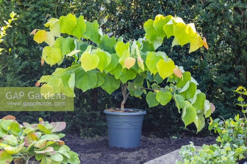 Cercis canadensis 'The Rising Sun' in pot 