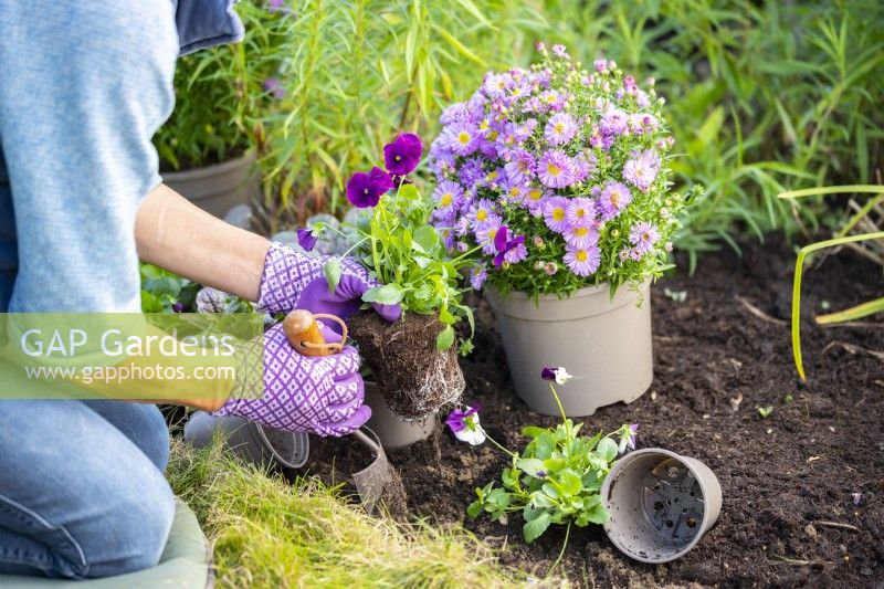Planting Pansies 'Berries and Cream Mix'