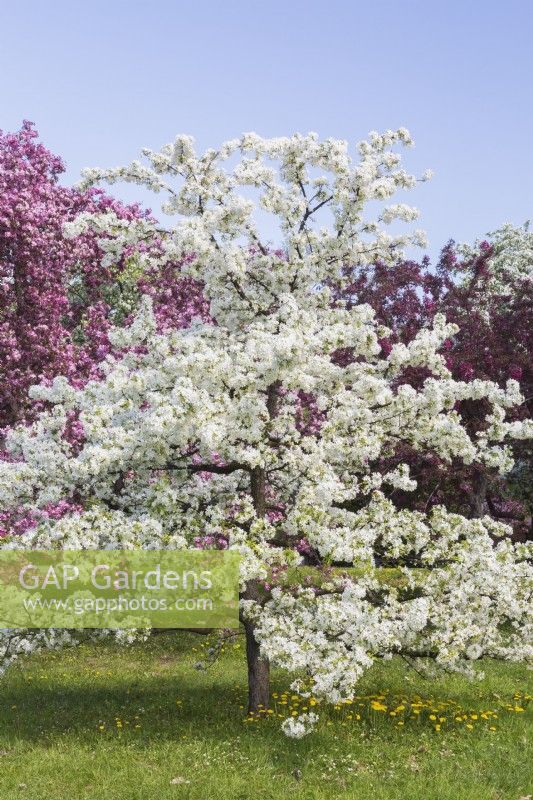 Malus 'Sugar Tyme' - Flowering Crabapple tree with white blossoms - May
