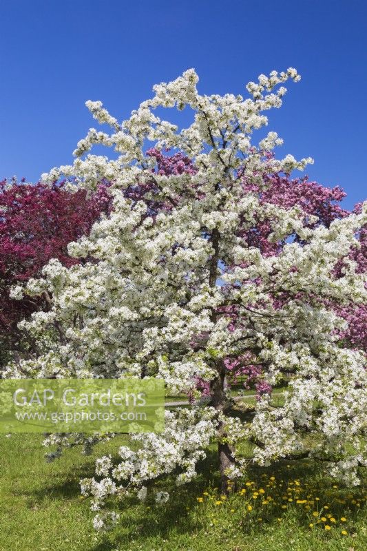 Malus 'Sugar Tyme' - Flowering Crabapple tree with white blossoms - May