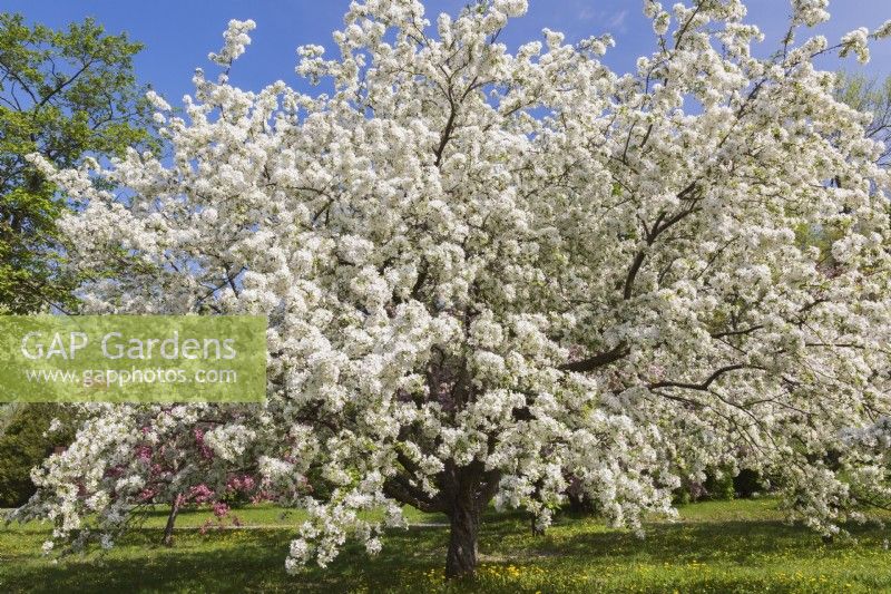 Malus 'Donald Wyman' - Flowering Crabapple with white blossoms - May