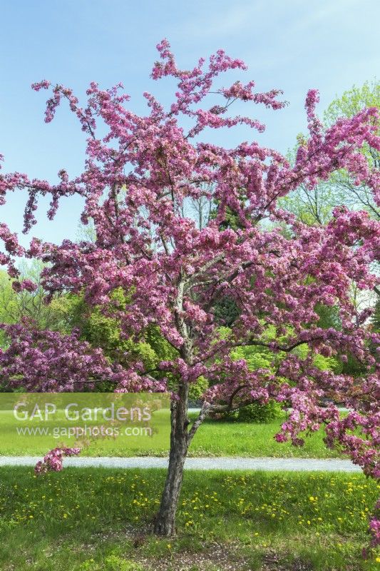 Malus coccinella - Flowering Crabapple tree with pink and red blossoms - May